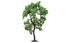 Skale Scenics R7214 Pear Tree