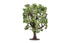Skale Scenics R7220 Oak Tree
