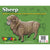 Sheep 3D Wooden Puzzle