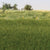 Woodland Scenics 4mm Static Grass Dark Green