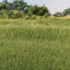 Woodland Scenics 4mm Static Grass Medium Green