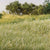 Woodland Scenics 7mm Static Grass Light Green