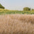 Woodland Scenics 7mm Static Grass Straw
