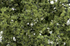 Woodland Scenics Foliage Light Green Fine Leaf Foliage