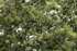 Woodland Scenics Foliage Olive Green Fine Leaf Foliage