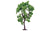 Skale Scenics R7214 Pear Tree