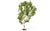 Skale Scenics R7215 Birch Tree