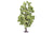 Skale Scenics R7223 Lime Tree