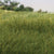 Woodland Scenics 12mm Static Grass Dark Green